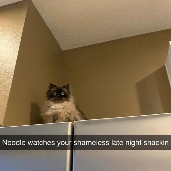 noodle+is+judging+you