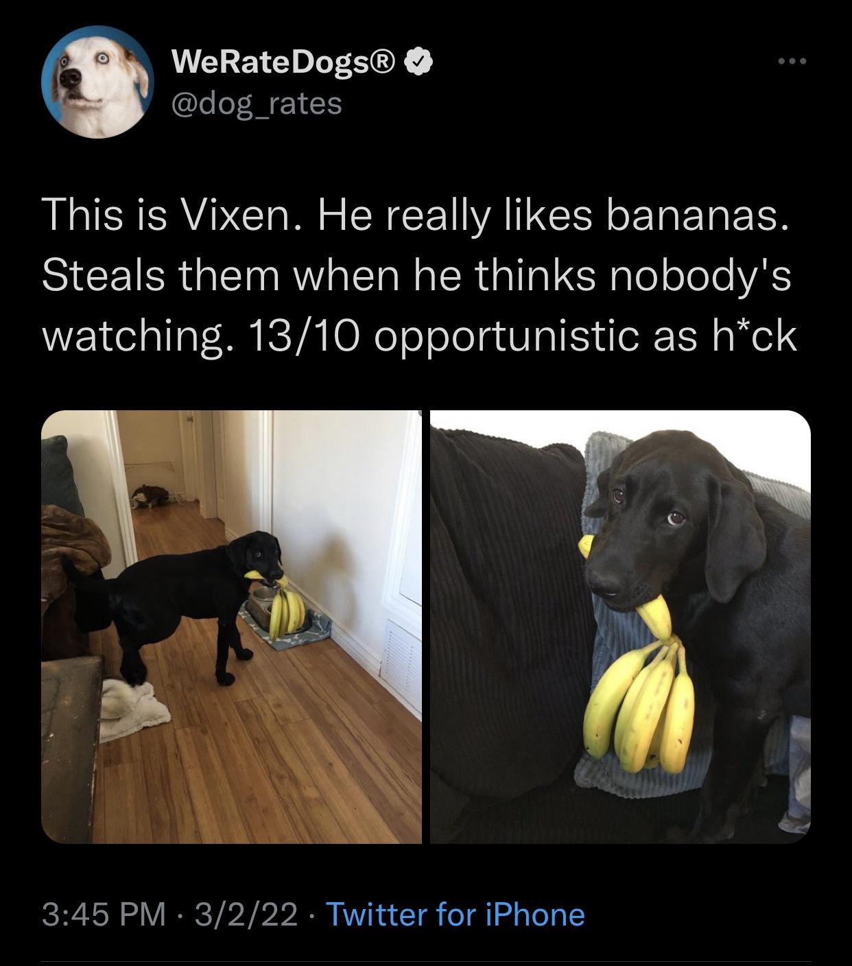 banana+thief%21