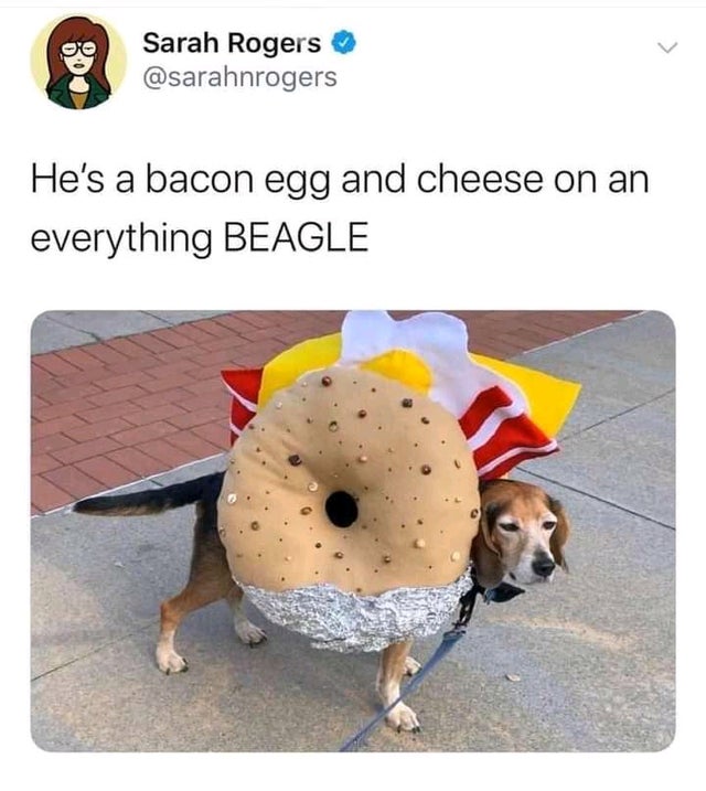 everything+beagle