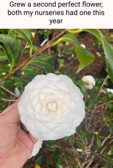 it%26%238217%3Bs+perfect