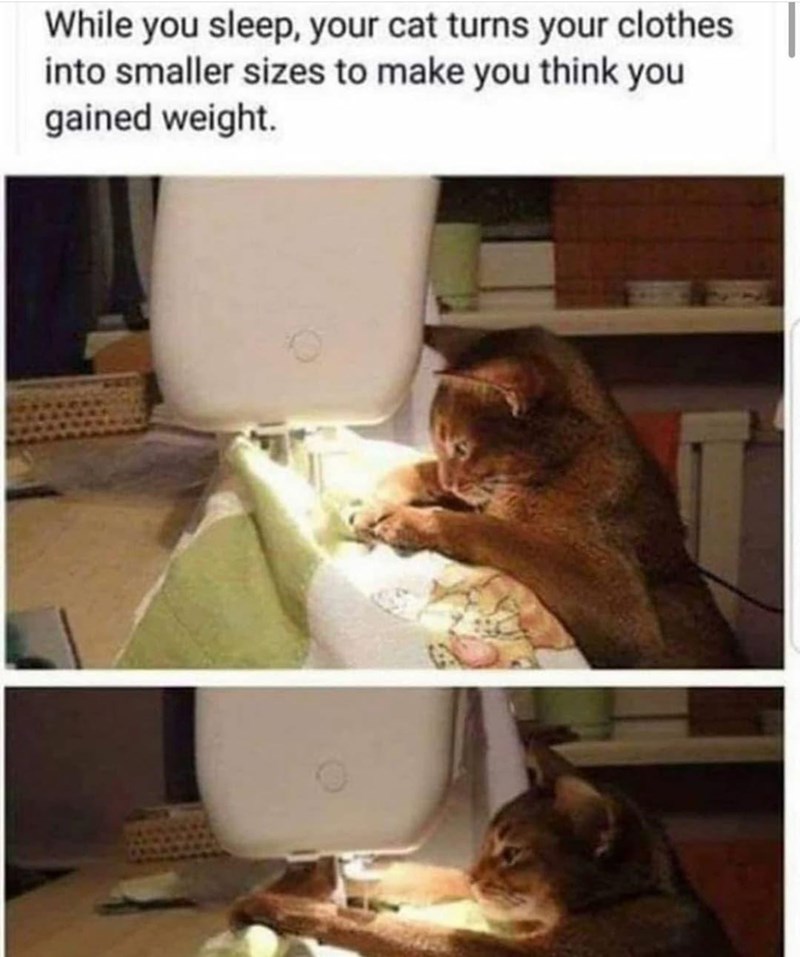 cats can be so cruel sometimes