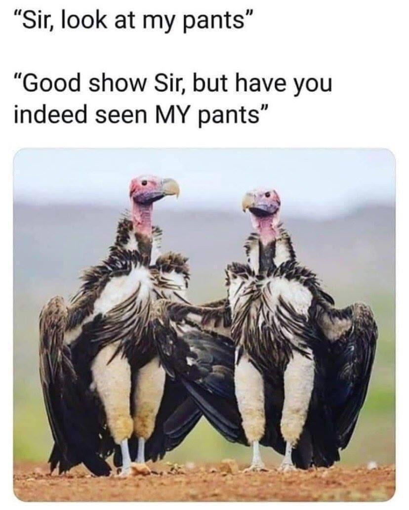 Have+you+seen+my+pants%3F