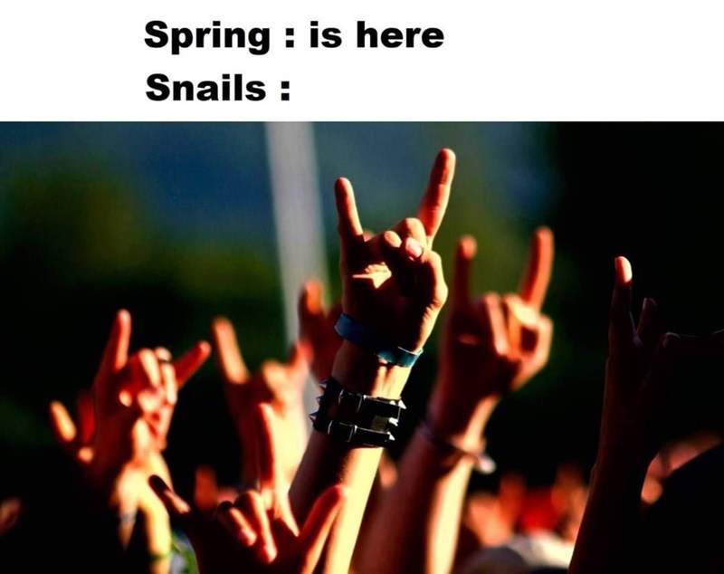 they+came+out+to+rock