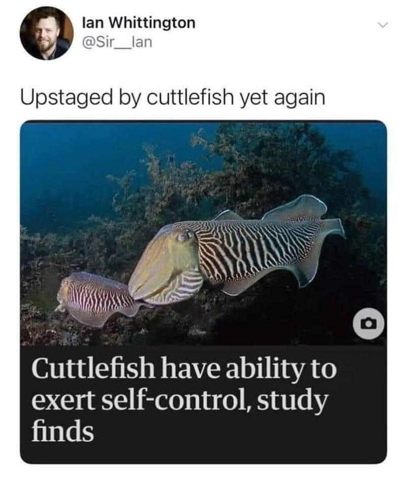 you+win+again%2C+cuttlefish