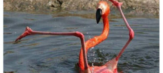 ready+to+flamingle