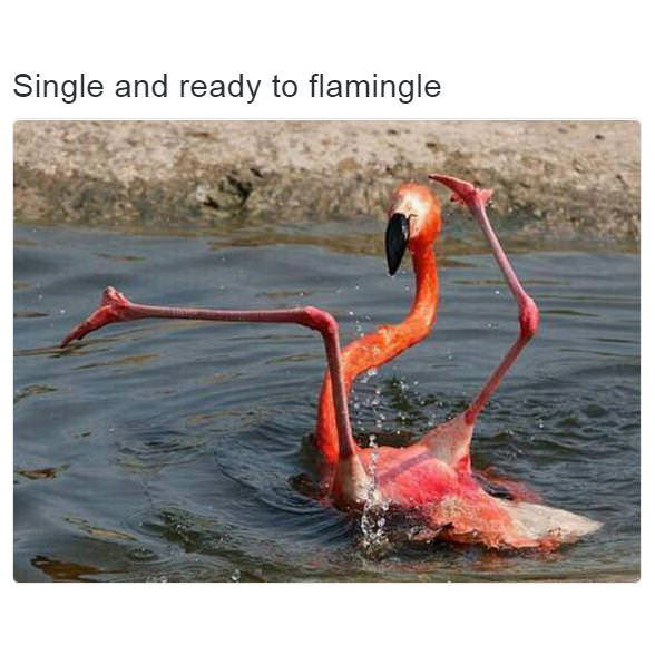 ready+to+flamingle