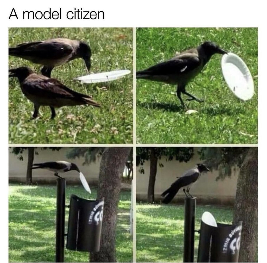 crows+are+good