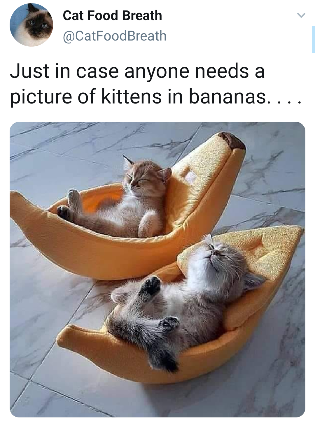 banana+cats