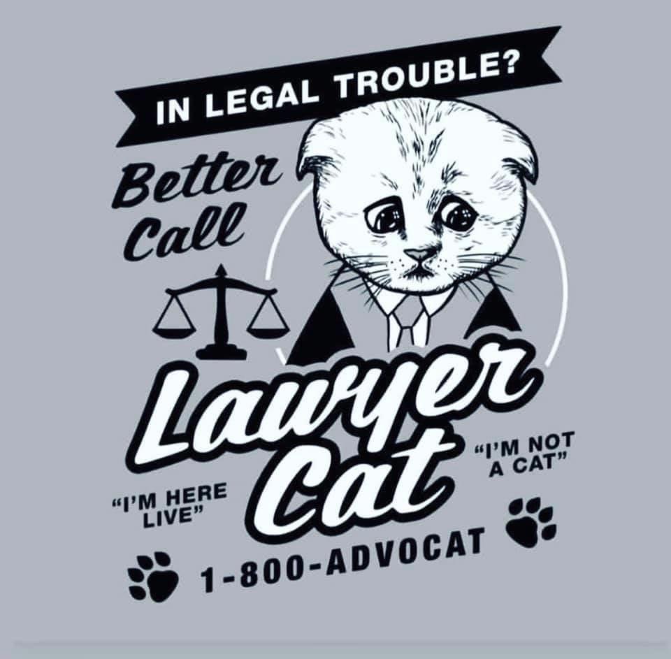 lawyer+cat