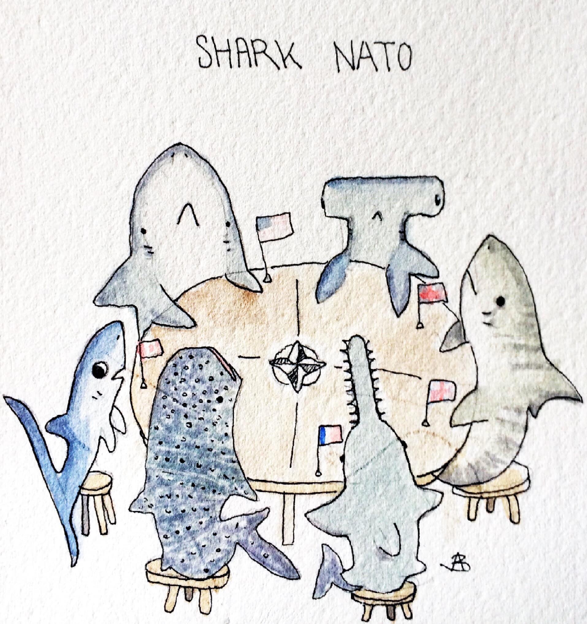 shark+nato
