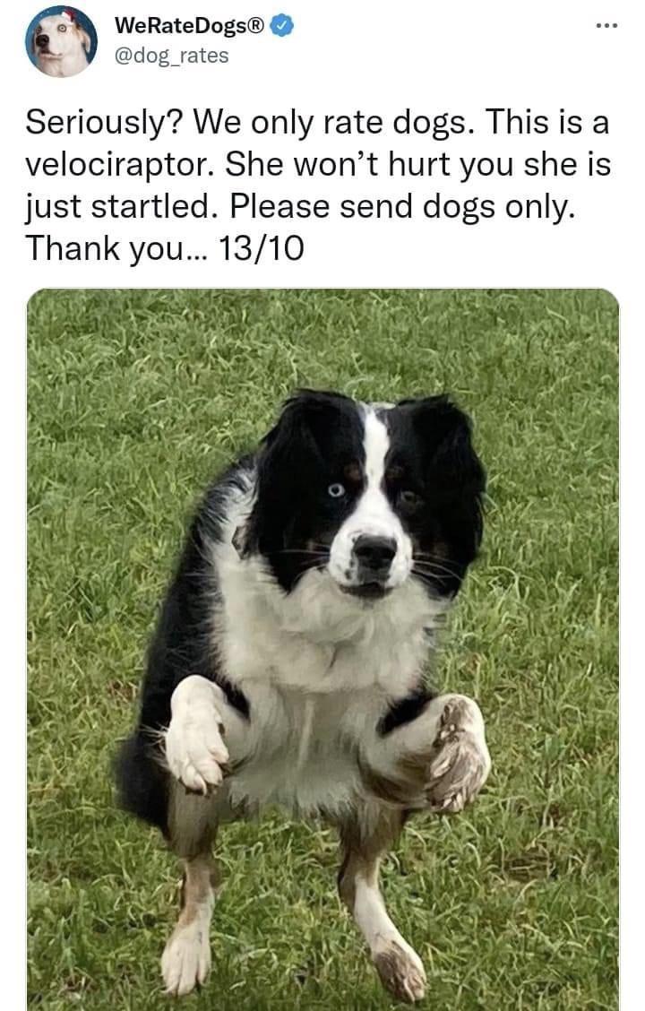 this+is+a+velociraptor