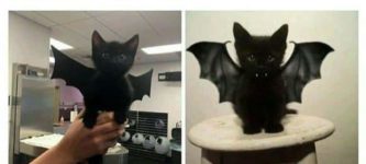 bat+cat