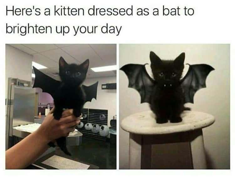 bat+cat
