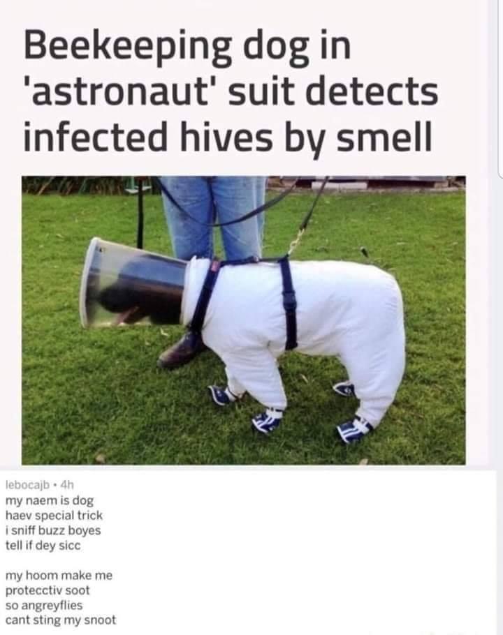 beekeeping+astronaut+dog