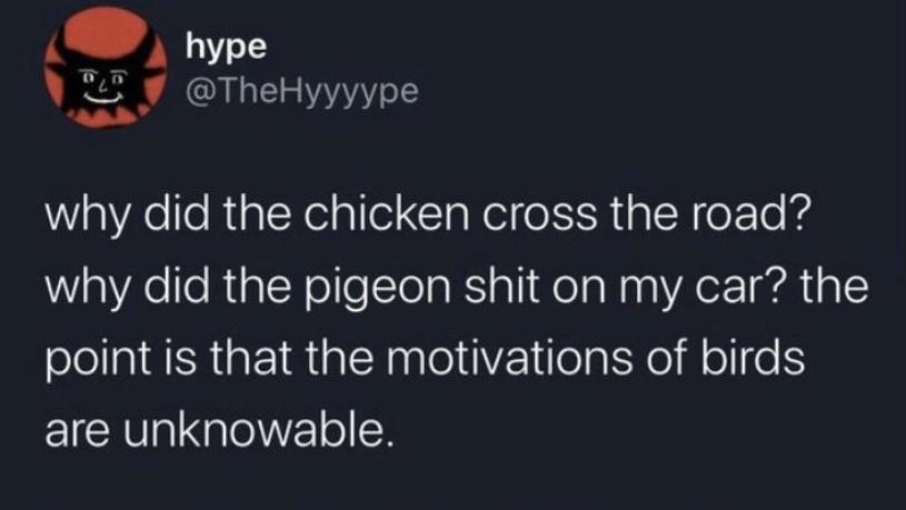 bird+motivation