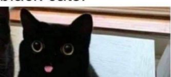 black+cats+are+derp