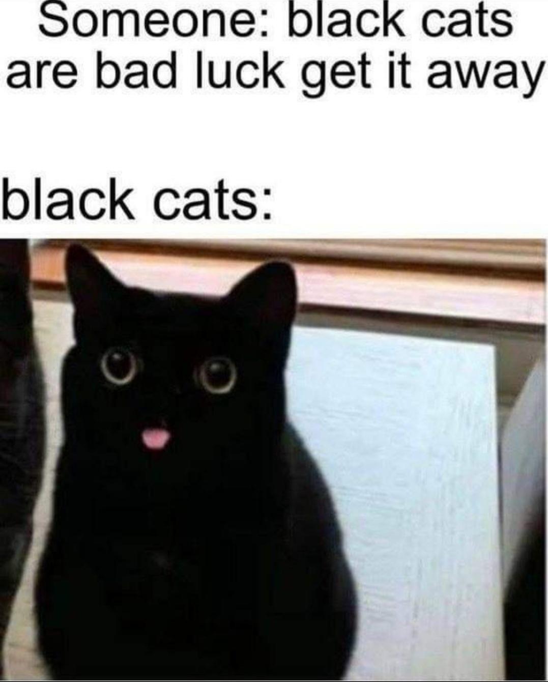 black+cats+are+derp