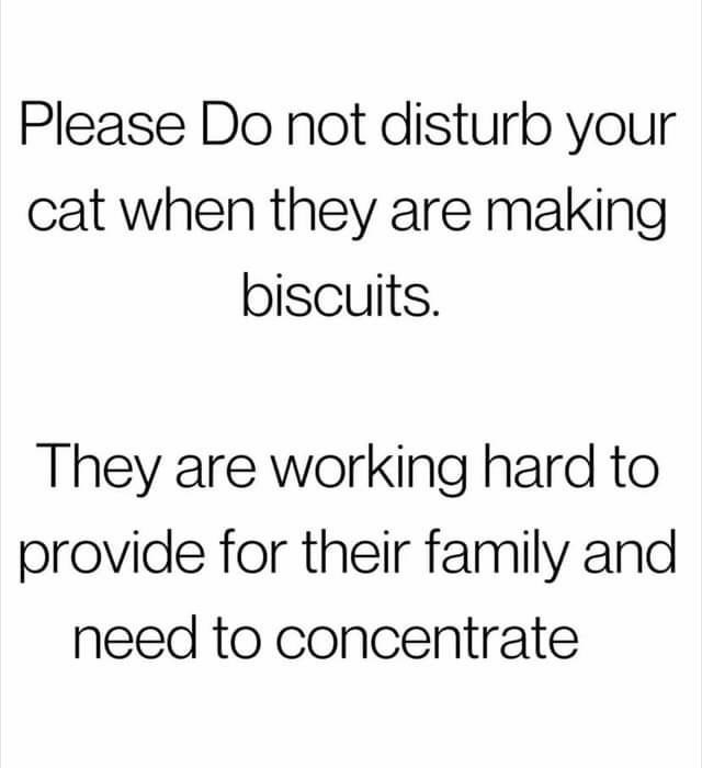 cat+biscuits