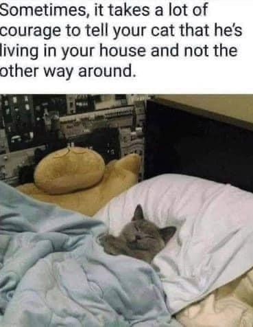 you%26%238217%3Bre+living+in+the+cat%26%238217%3Bs+house