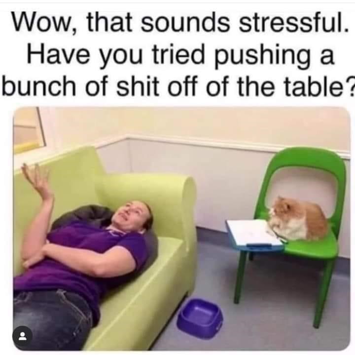 therapist+cat