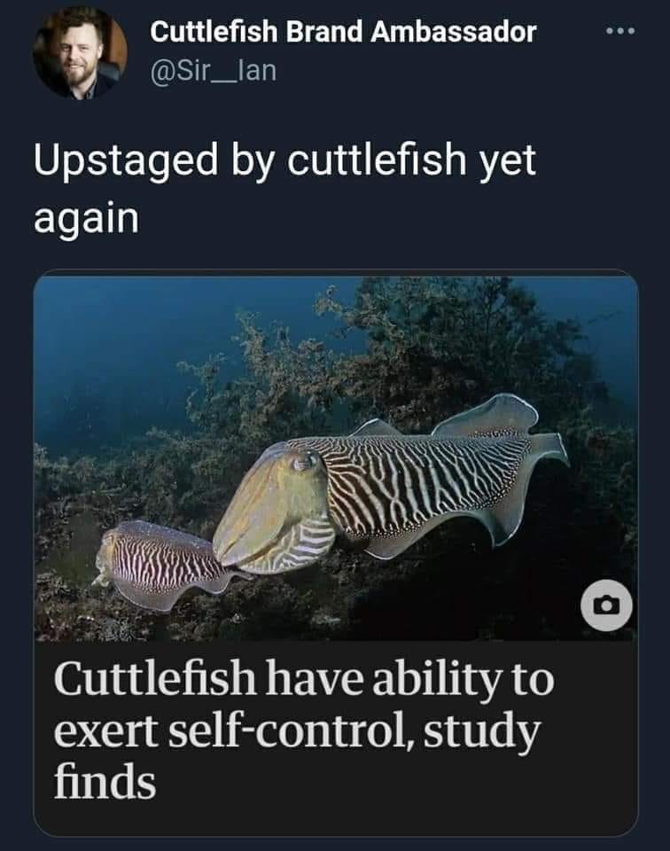 cuttlefish+win+again