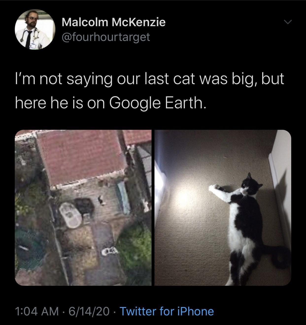 google+earth+cat