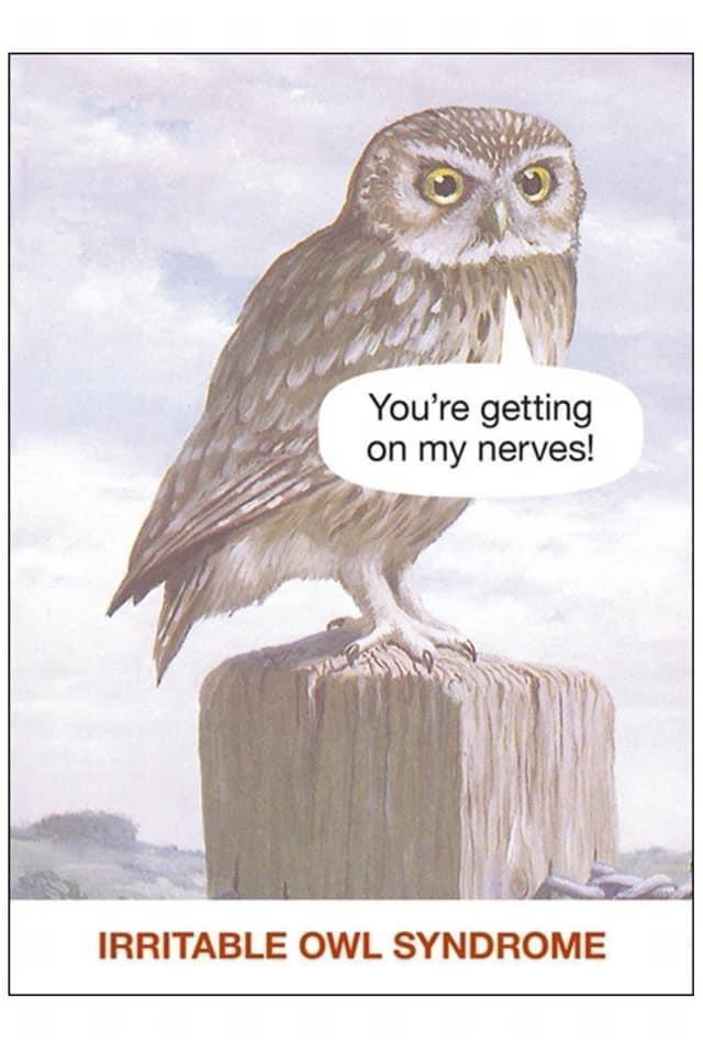 irritable+owl+syndrome