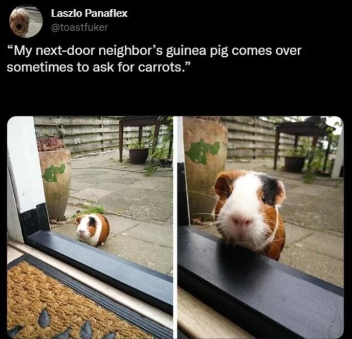 carrot%2C+please