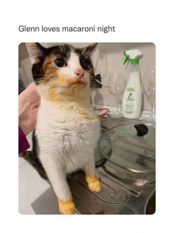 macaroni+cat