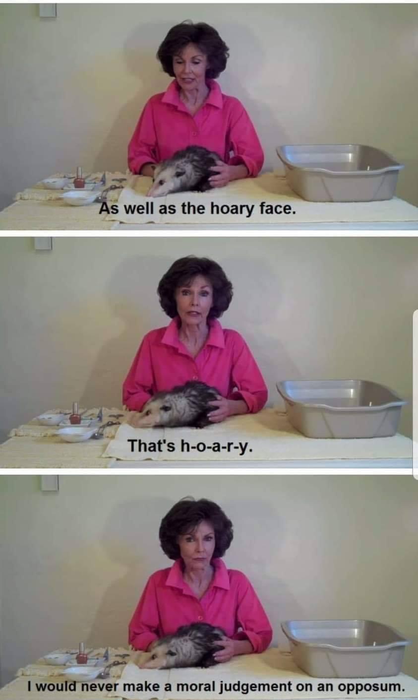 never+judge+an+opposum