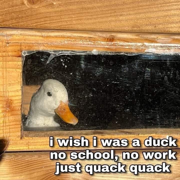 to+be+a+duck