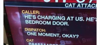911+cat+call
