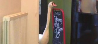 a+goose+walks+into+a+bar