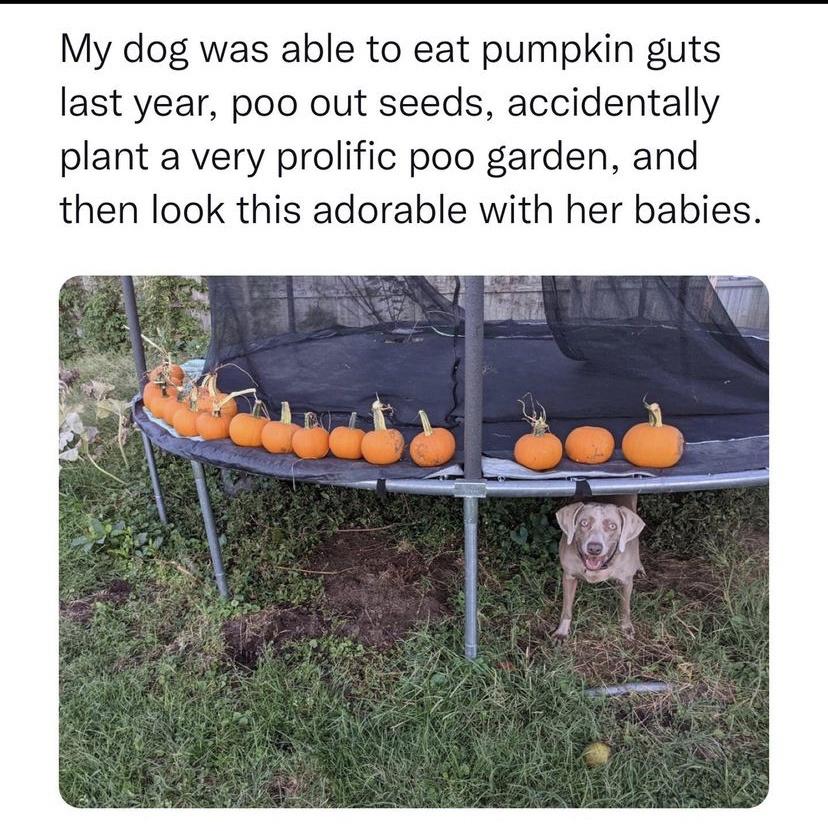 accidental+pumpkin+garden