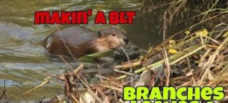 beaver+blt
