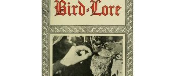 bird+lore
