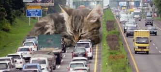 cat+traffic