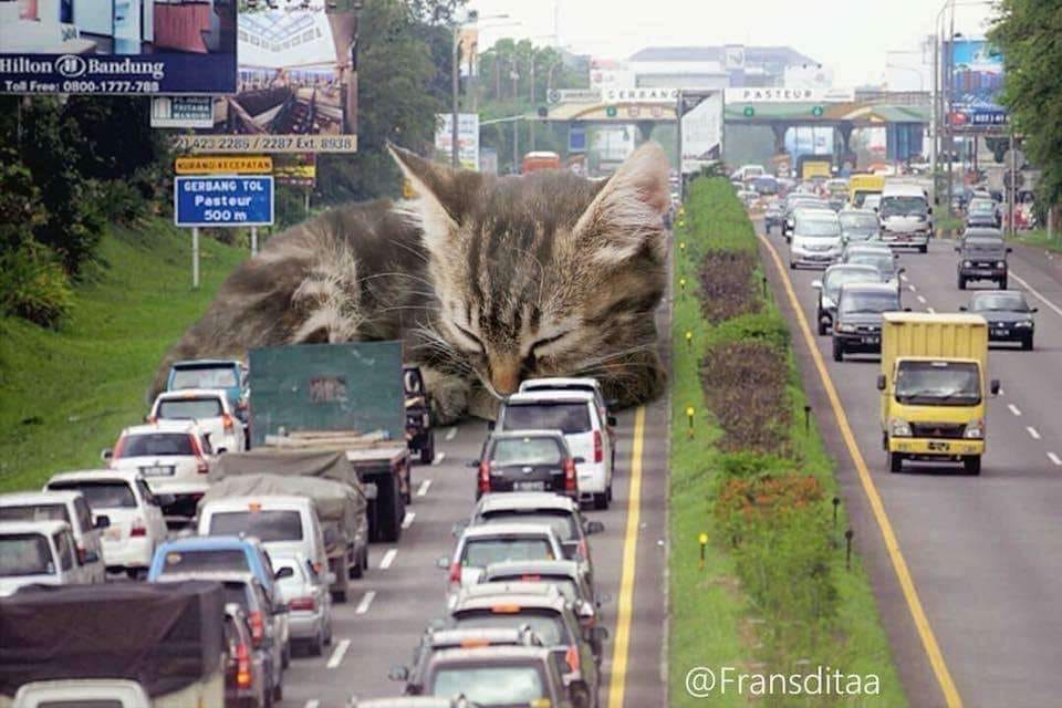 cat+traffic