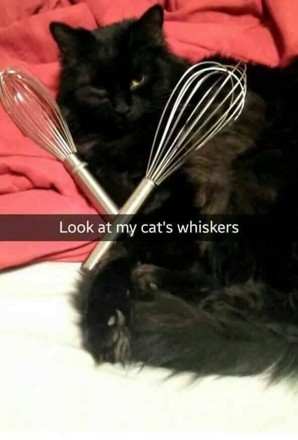cat+whiskers
