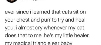 cats+sit+on+your+chest+to+heal+you