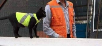 construction+cat