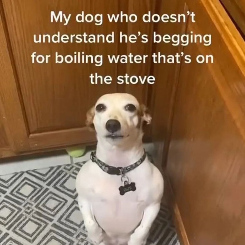 dog+begging+for+boiling+water
