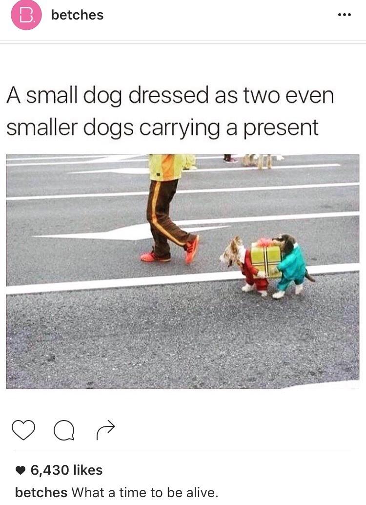 when+one+small+dog+becomes+two+small+dogs