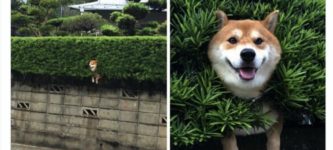 dog+wood+trees