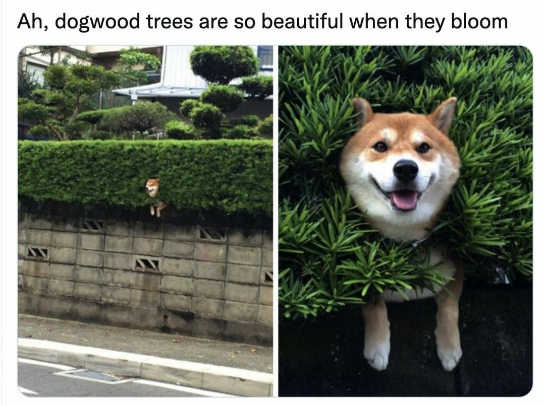 dog+wood+trees