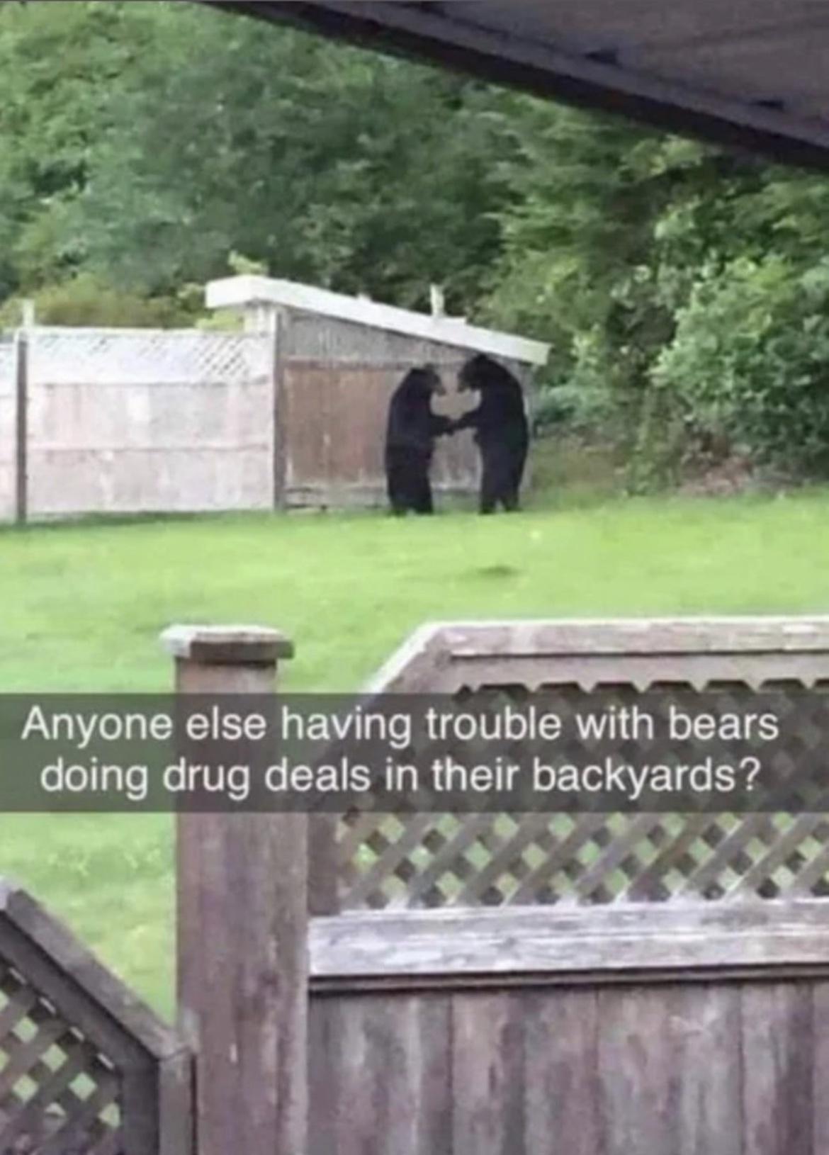 drug+dealing+bears