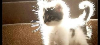 fluffy+kitten+in+the+sunlight