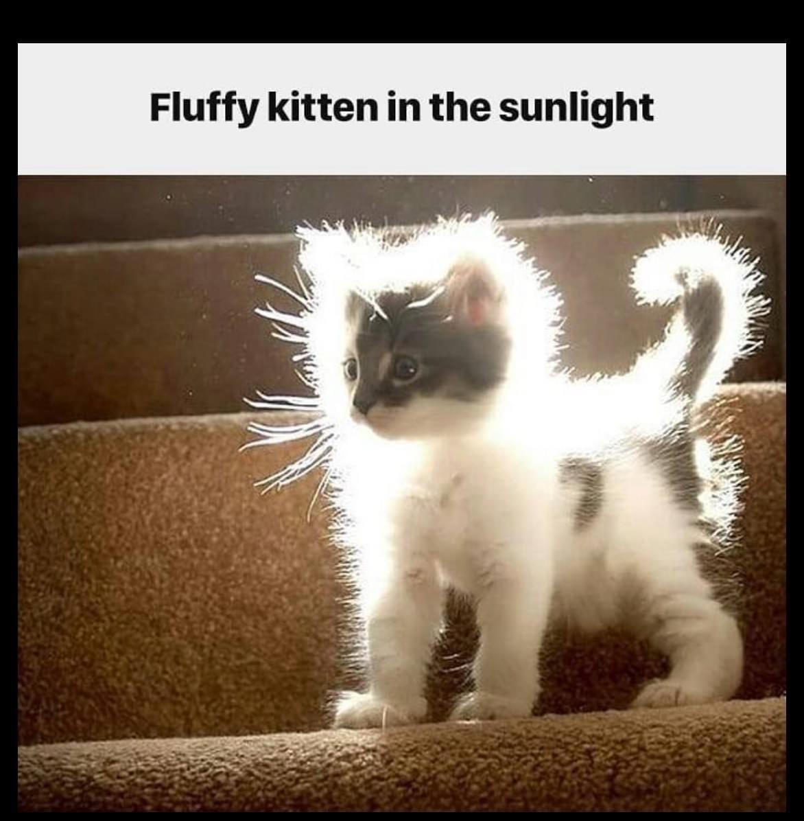 fluffy+kitten+in+the+sunlight