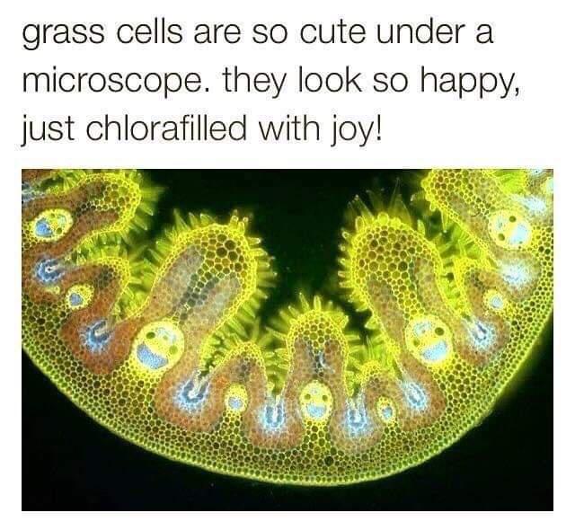 grass+cells+under+a+microscope