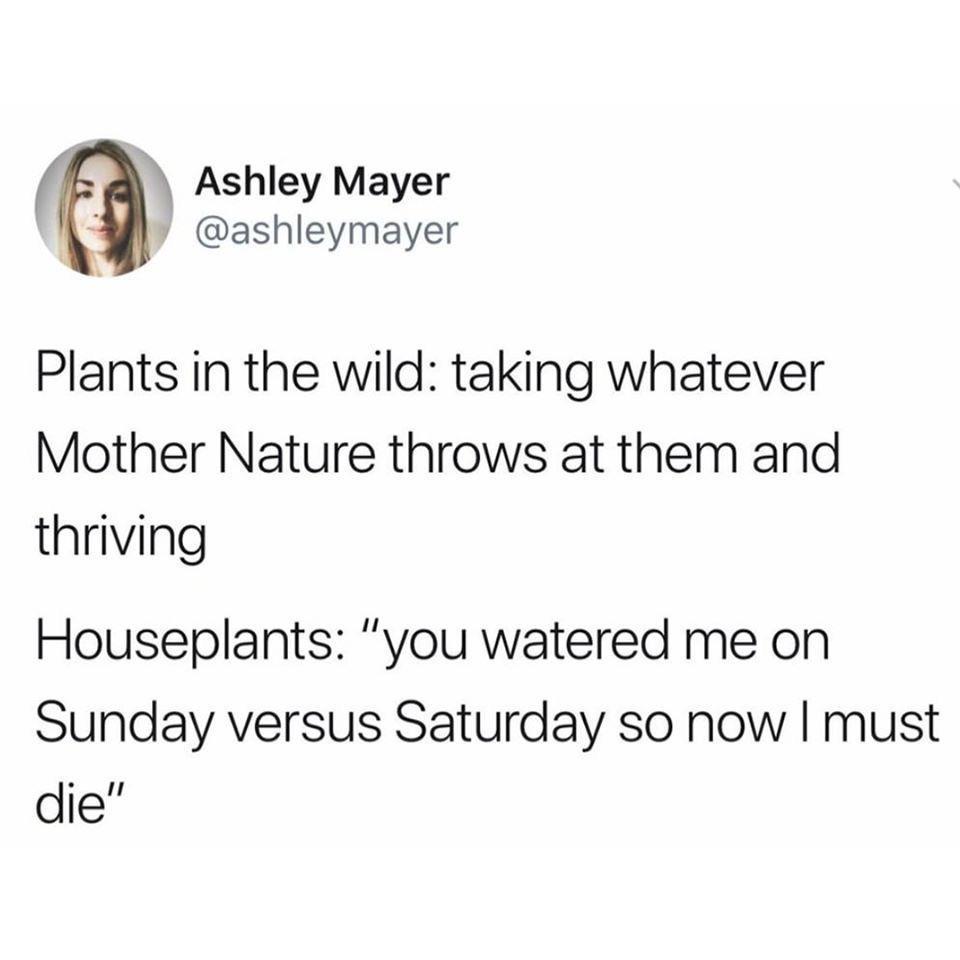 houseplant+vs+plants+in+the+wild